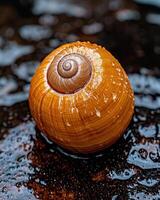 Close up of a snail shell with water droplets photo