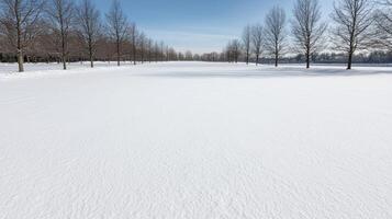 Snow covered field with trees under a blue sky photo