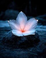 Illuminated flower on a rock in a stream at night photo