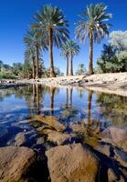 Palm trees reflected in a desert oasis photo