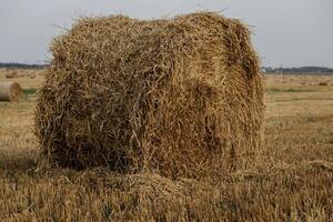 hay-roll on meadow. photo
