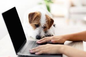 Cute jack russel terrier dog laying on workdesk by unrecognizable woman working online, typing on laptop with blank screen, mockup, side view, copy space, home interior. Pet and owner concept photo