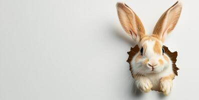 A cute bunny with soft fur and large ears is peeking through a round hole in a white wall. This playful moment captures the spirit of Easter and the joy of springtime festivities. photo