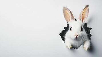 A cheerful bunny with soft white fur peeks through a torn wall, adding a whimsical touch to Easter celebrations. The context suggests a playful spirit associated with the holiday. photo