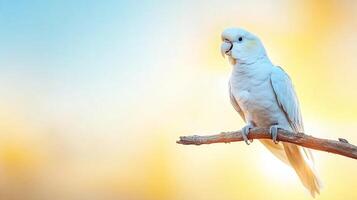 A vibrant macaw sits elegantly on a branch, surrounded by the warm hues of a tropical sunset. This scene captures the essence of a relaxing vacation in a paradise setting. photo