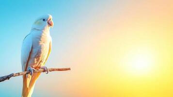 A vibrant parrot enjoys a tranquil moment perched on a branch against a stunning tropical sunset. The warm hues of the sky create a serene vacation atmosphere perfect for relaxation. photo