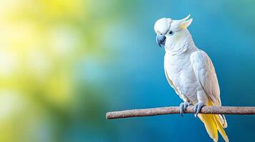 A stunning macaw rests gracefully on a branch, showcasing its vibrant feathers. The background features a soft blend of tropical colors, evoking a serene vacation vibe and inviting relaxation. photo