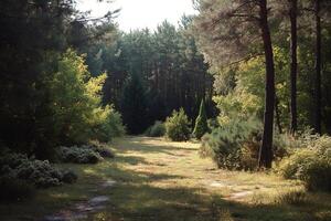 Grassy clearing illuminated by sunlight in a pine forest photo