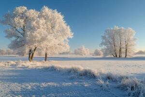 Rime ice covering trees and grass in a snowy field on a sunny winter day photo