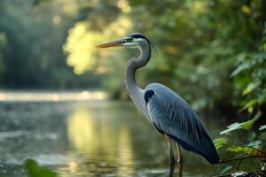Great blue heron standing still near a river in a forest photo