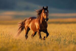Beautiful brown horse running through a golden field at sunset photo