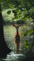 Serene Deer Standing in Tranquil Forest Stream photo
