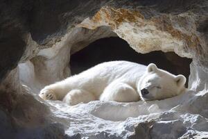 Polar bear sleeping in a rocky cave during daytime photo