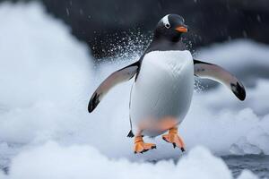 Gentoo penguin jumping from ice floe with water splashes photo