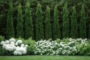 Manicured hedge and white hydrangeas creating a beautiful garden border photo