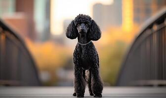 a black poodle standing on a bridge in front of a city photo