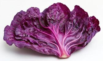 A purple leaf of cabbage photo