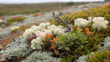 Arctic Flora Close Up Northern Moss and Lichen Colorful Textures and Wilderness Beauty photo