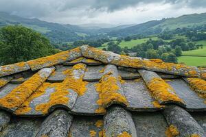 Yellow moss growing on a roof with a valley view in the background photo