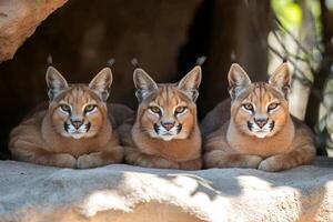 Three caracals relaxing in the shade of a rock photo
