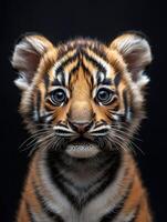 Adorable tiger cub staring with intense curiosity photo
