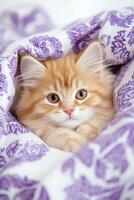 Fluffy kitten nestled in cozy lavender-patterned blankets in a warm bedroom setting with soft lighting photo
