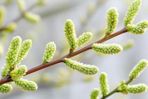 Budding willow branches display soft catkins in muted spring colors under gentle natural lighting photo