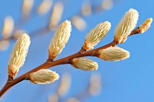Budding willow branches adorned with soft catkins reveal delicate spring textures in natural light photo