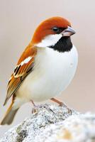 Sparrow enjoys refreshing drink from garden fountain under sparkling sunlight in peaceful outdoor setting photo