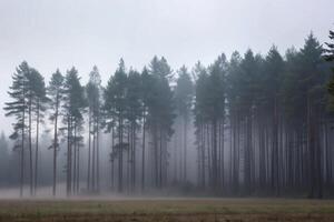 Misty Morning in a Pine Forest Tranquil Serene Nature Scene photo