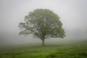 Solitary Tree in a Misty Green Field a Peaceful and Serene Landscape Photograph photo