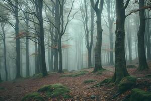 Enchanted Foggy Forest Path Mysterious Autumn Woods Scene photo