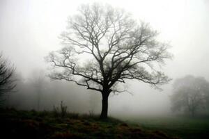 Solitary Tree in a Foggy Field on a Mysterious Morning photo