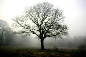 A solitary tree stands in a misty field, its bare branches reaching towards a pale sky, creating a serene photo