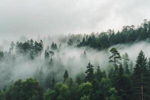 Misty Mountain Forest Landscape A Serene View of Fog Enveloped Evergreen Trees photo