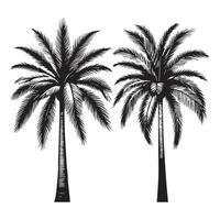 Black and White Palm Trees for Digital Use outline vector