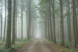 Misty Forest Path A Serene Walk Through Tall Trees photo