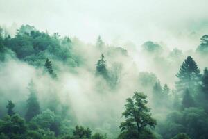 A forest with trees and fog in the background photo
