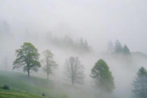 Misty Morning in a Green Hillside Forest with Several Trees Partially Obscured by Fog photo