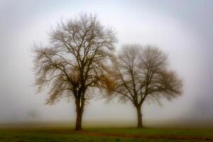 Two Leafless Trees in a Misty Field on an Overcast Day photo