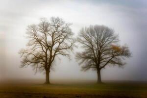Two Majestic Trees Enveloped in a Misty Field on a Cold Autumn Day photo