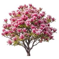 A Stunning Magnolia Tree in Full Bloom Abundant Pink Blossoms Springtime Beauty photo