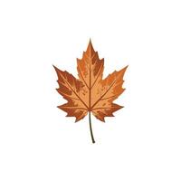 Autumns Embrace A Vibrant Maple Leaf in Fall vector