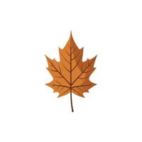 Natures Canvas A Maple Leaf in Full Color vector