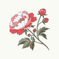 A drawing of a peony flower on a white background vector