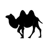Black silhouette of a bactrian camel. Camel walking vector