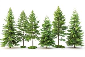 Several different types of evergreen trees on a white background photo