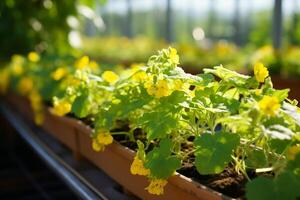 A row of yellow flowers in a greenhouse photo