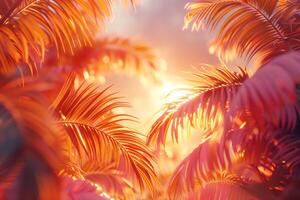 Tropical palm trees in the sunset photo
