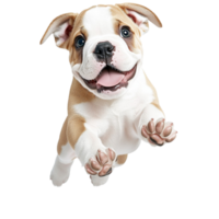 Playful puppy with floppy ears and a joyful expression is happily running towards the viewer png